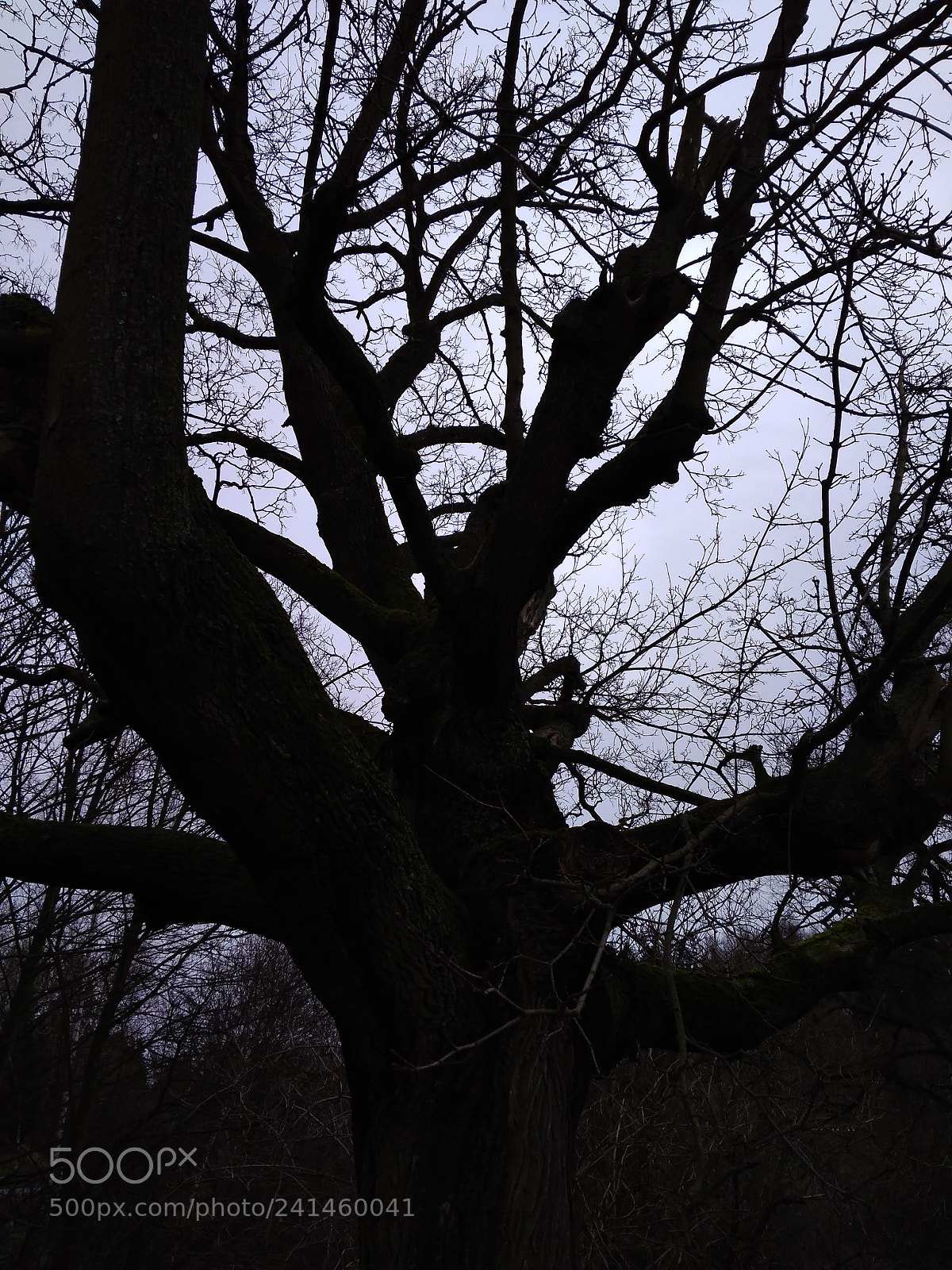 Xiaomi Redmi 4A sample photo. Old tree photography