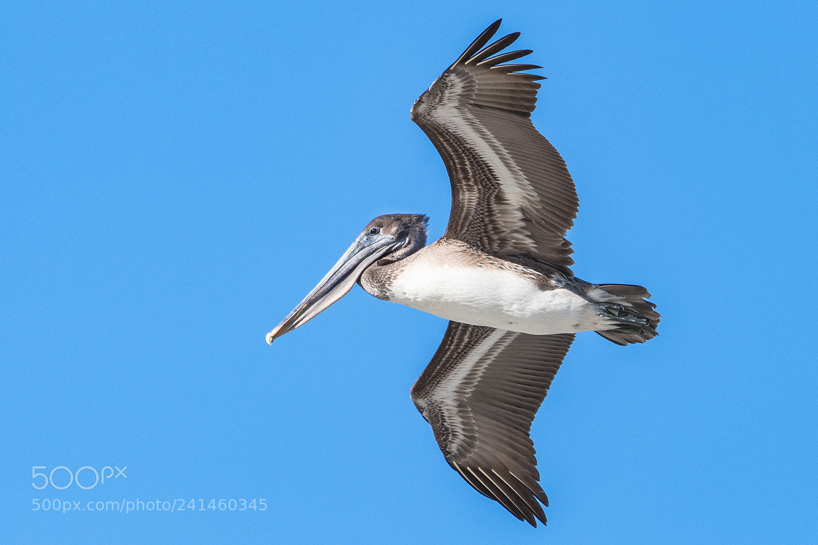 Nikon D500 sample photo. Pelican soaring photography