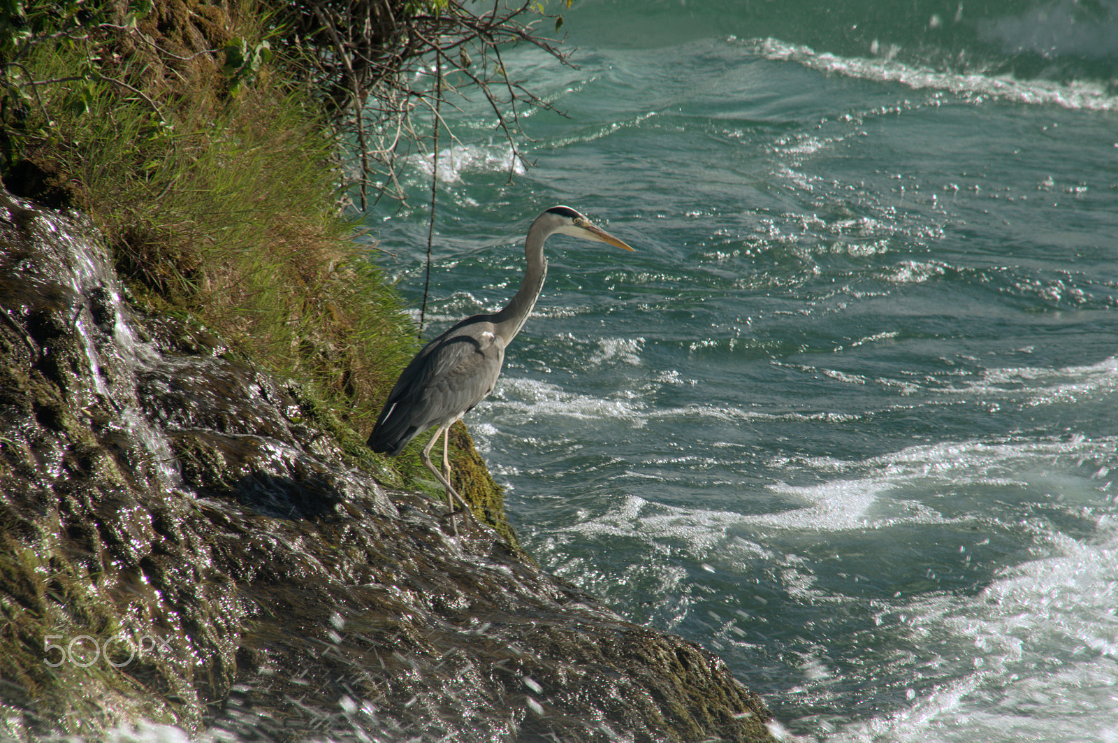 Nikon D300 sample photo. Grey heron, white water photography