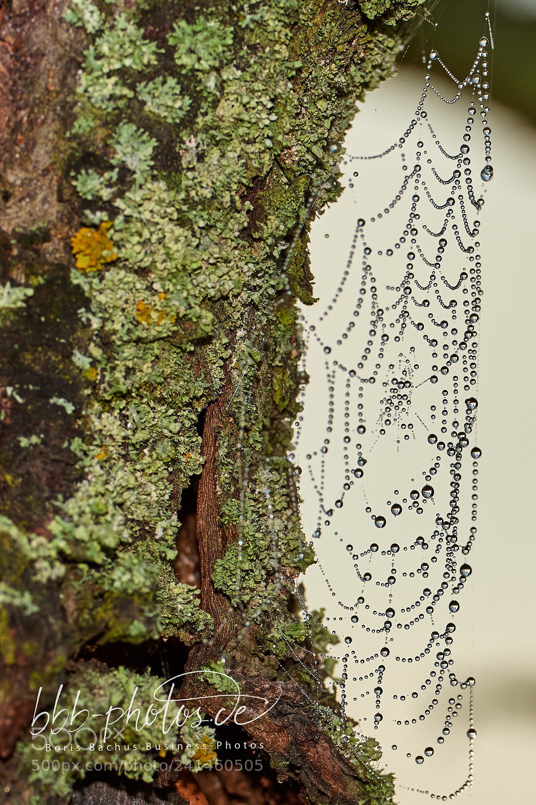 Nikon D810 sample photo. Untitled photography