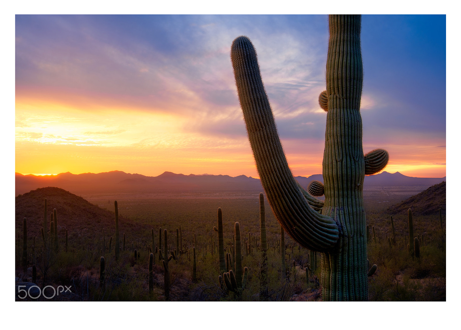 Fujifilm X-T2 sample photo. Saguaro national park photography
