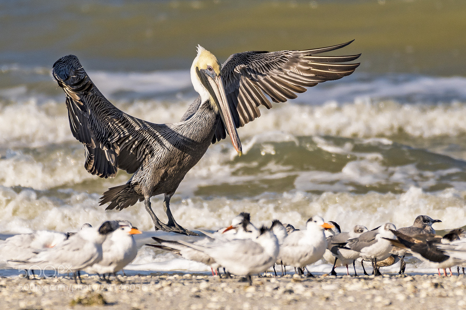 Nikon D500 sample photo. Pelican landing, clam pass photography