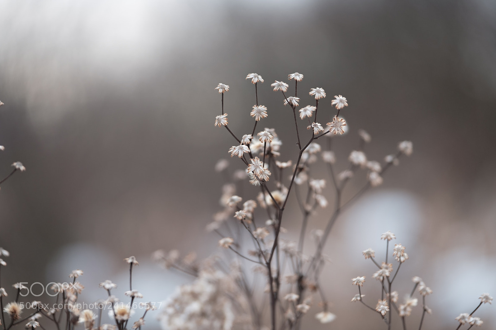Fujifilm X-T2 sample photo. Winter vegitation photography
