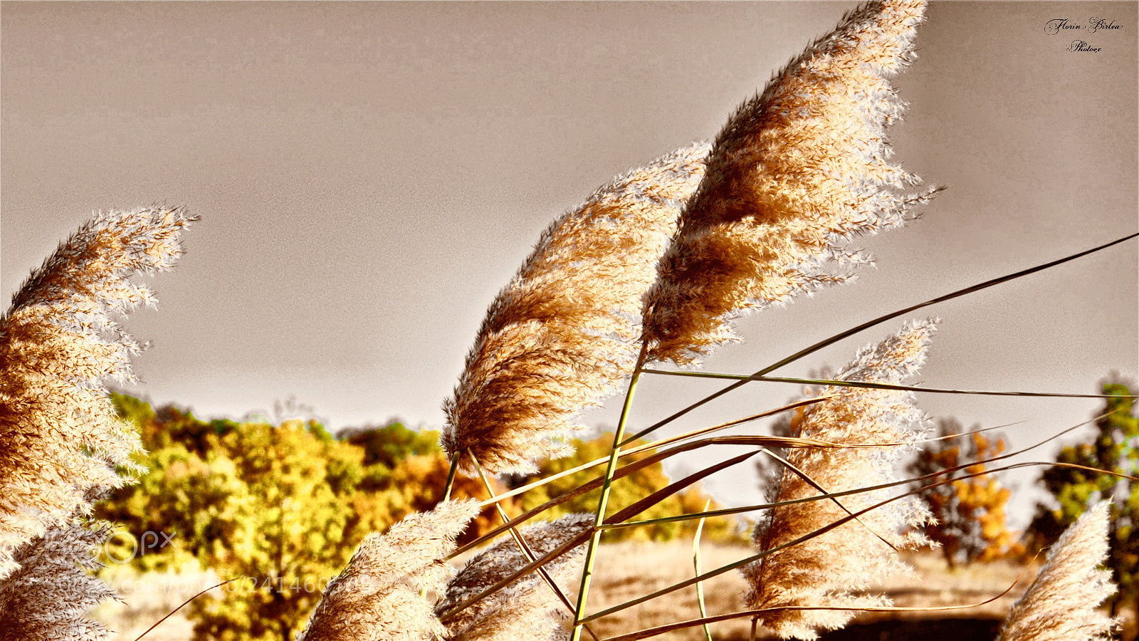 Nikon D800 sample photo. Flb photography