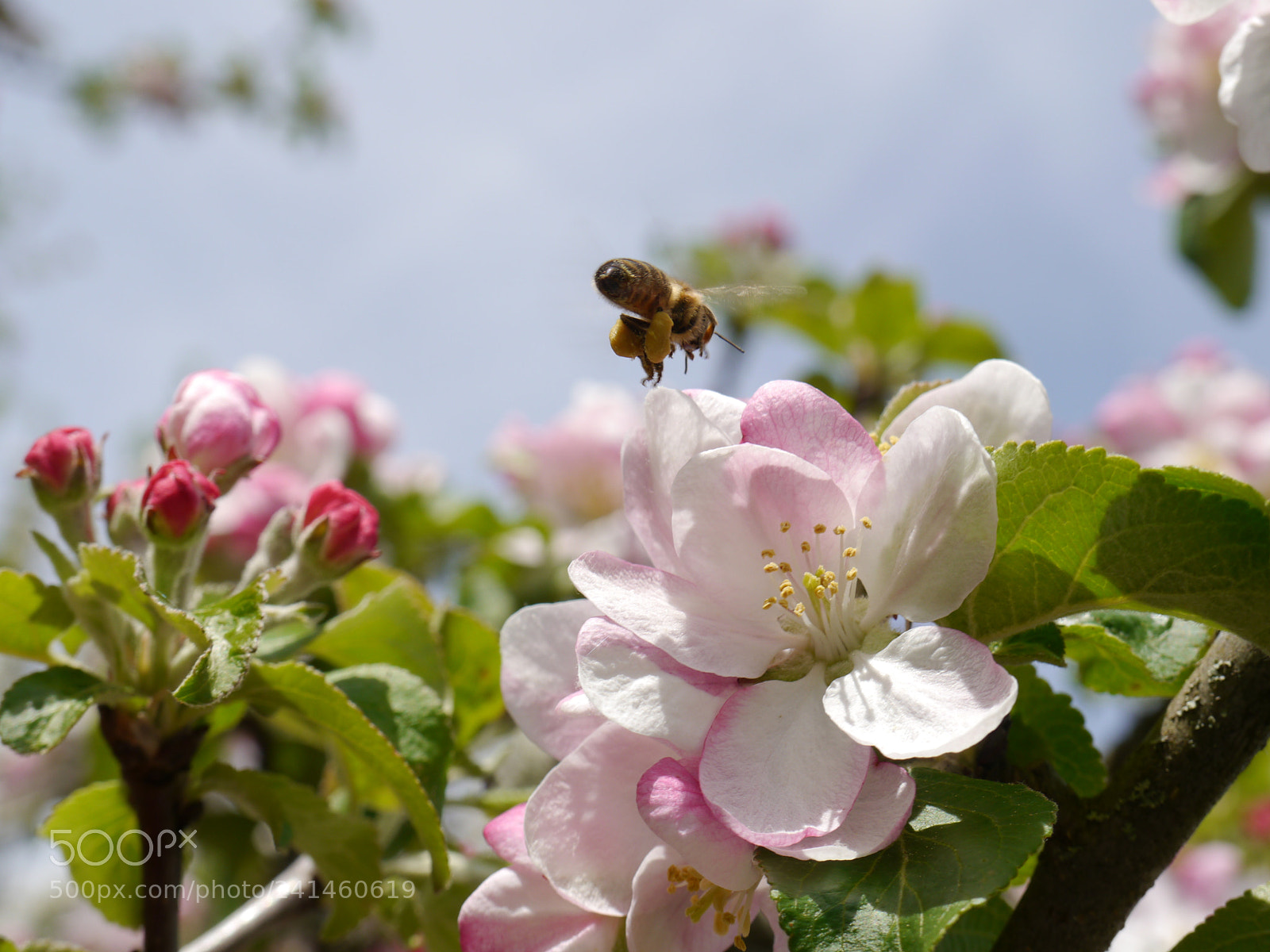 Panasonic Lumix DMC-G5 sample photo. Bee over apple blossom photography