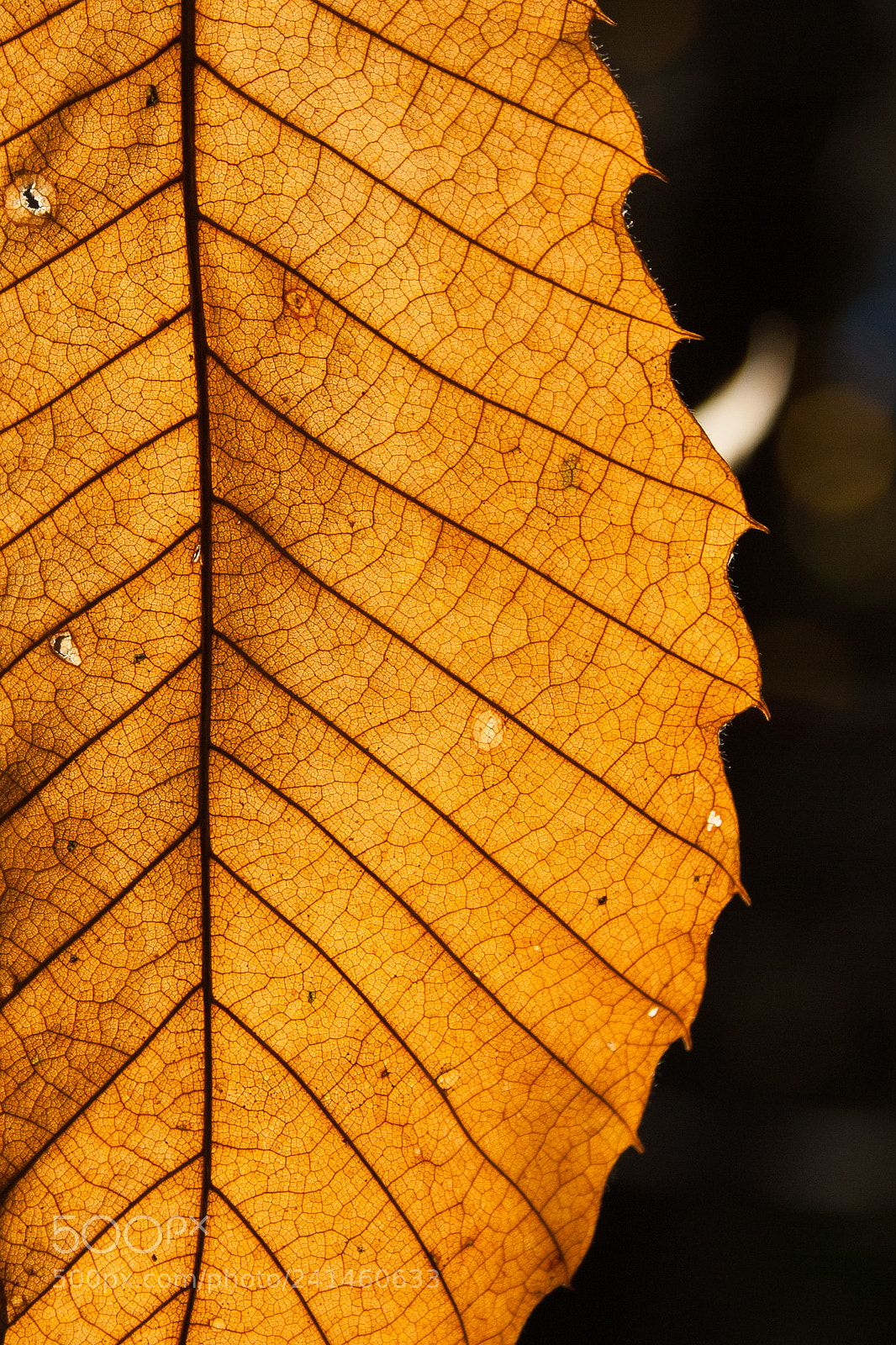 Canon EOS 1000D (EOS Digital Rebel XS / EOS Kiss F) sample photo. Colorful autumn leaf photography