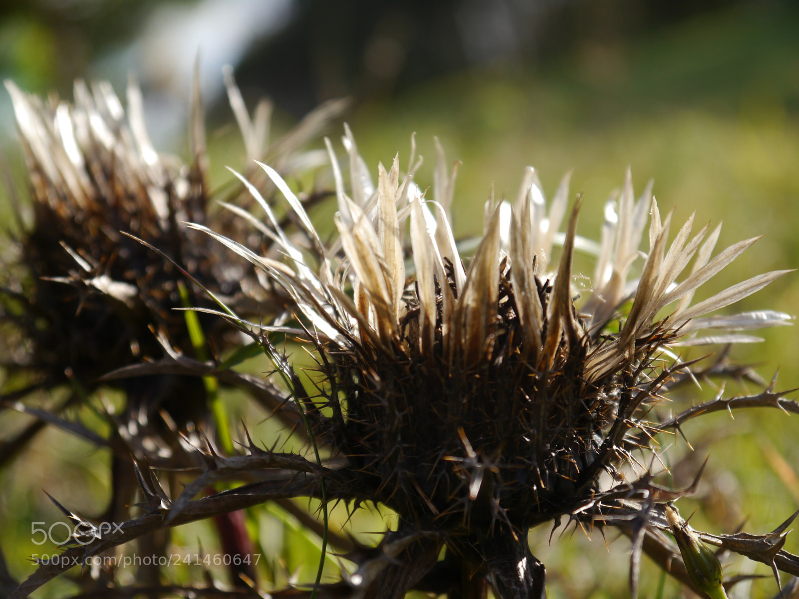 Panasonic Lumix DMC-G5 sample photo. Silberdistel photography