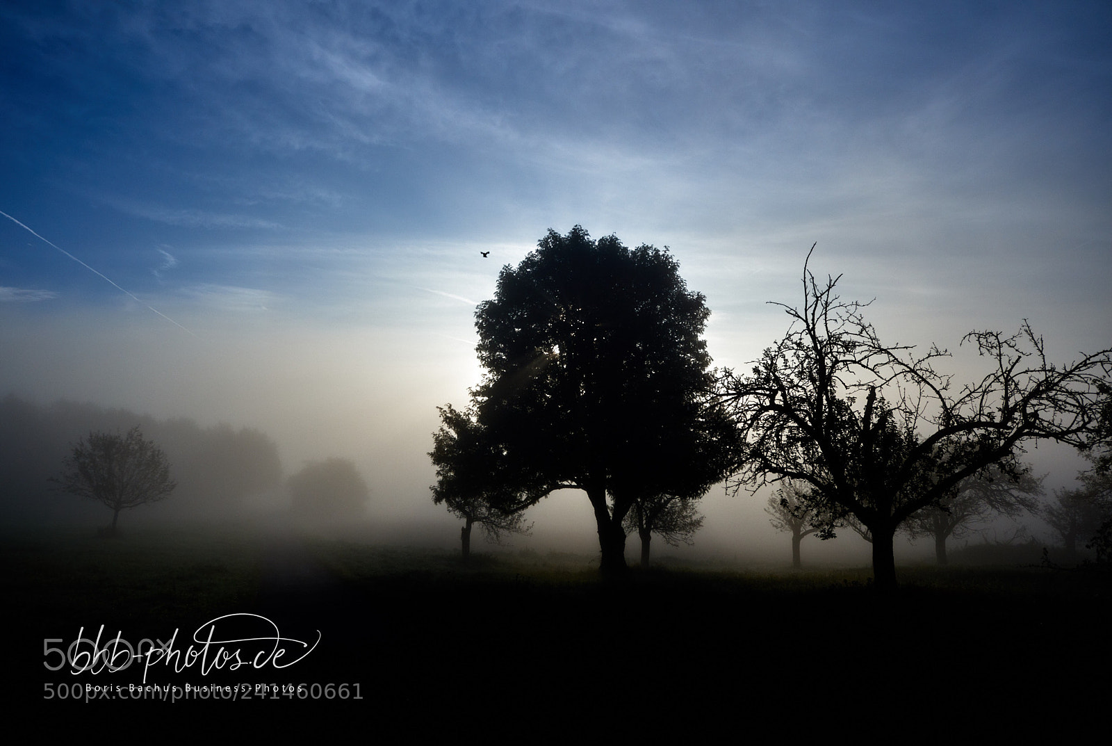 Nikon D810 sample photo. Foggy morning photography