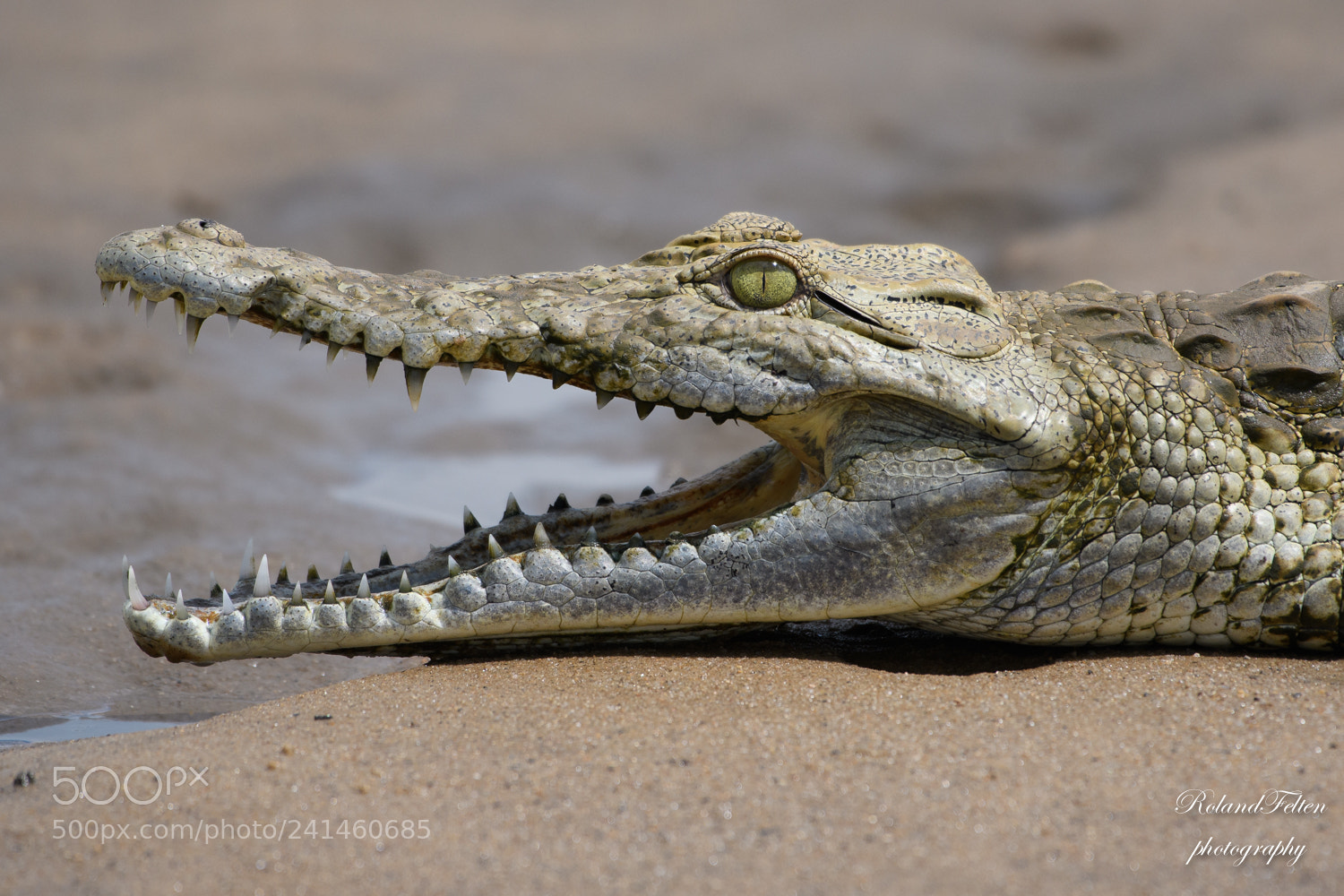 Nikon D500 sample photo. Nile crocodile photography