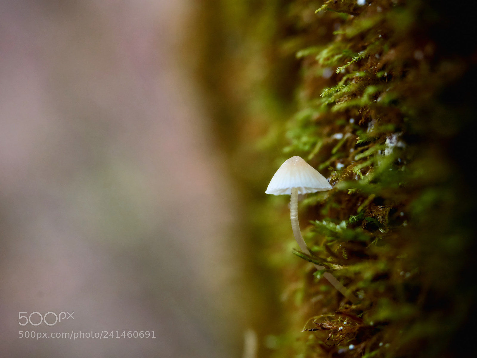 Olympus OM-D E-M5 II sample photo. Mushroom in a moss photography