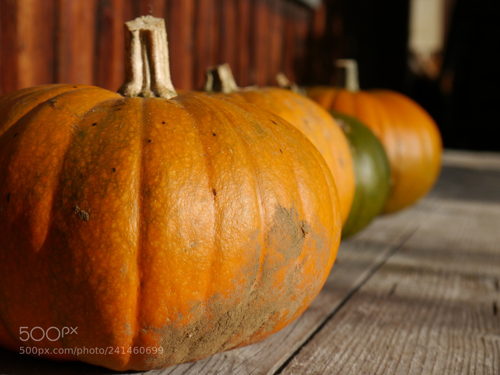 Panasonic Lumix DMC-G5 sample photo. Pumpkins in row photography