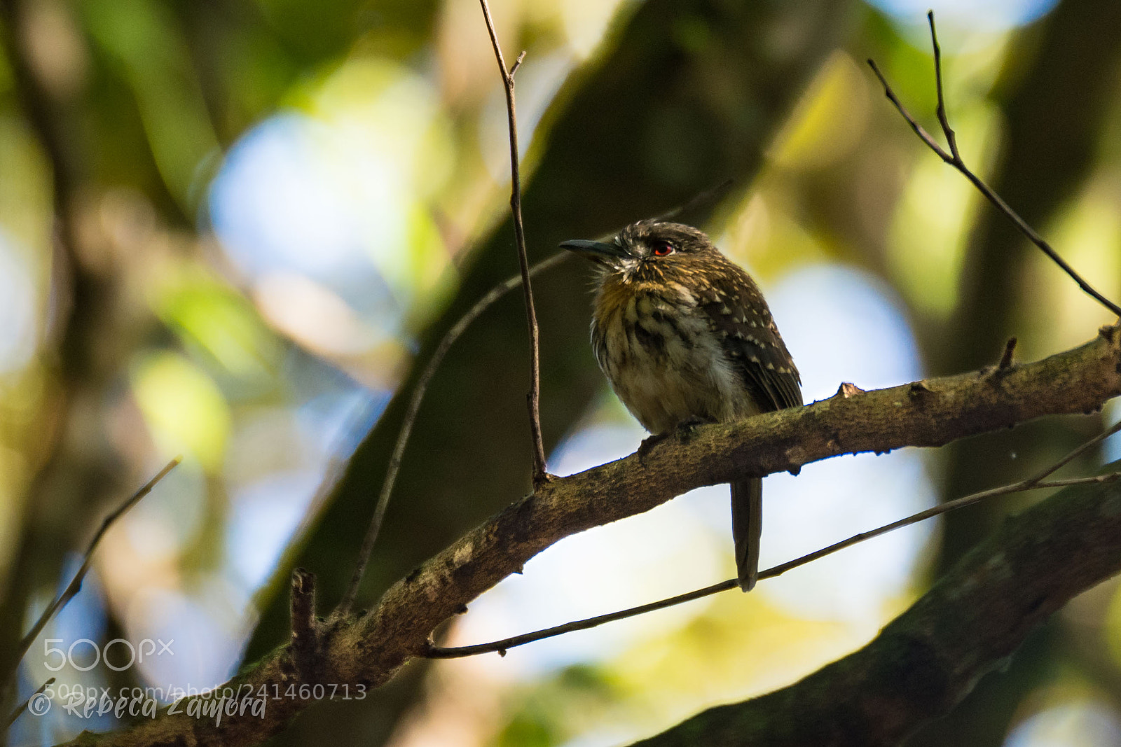 Nikon D7200 sample photo. Birds, buco barb n photography