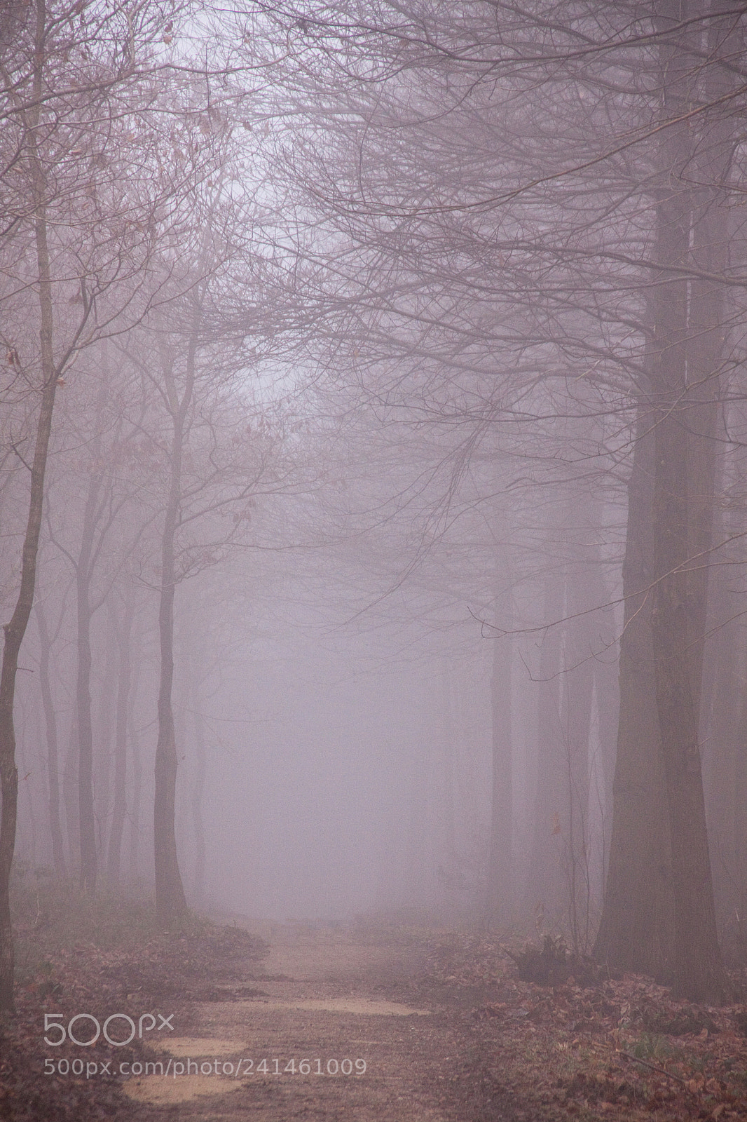 Canon EOS 50D sample photo. Brouillard (fog) photography
