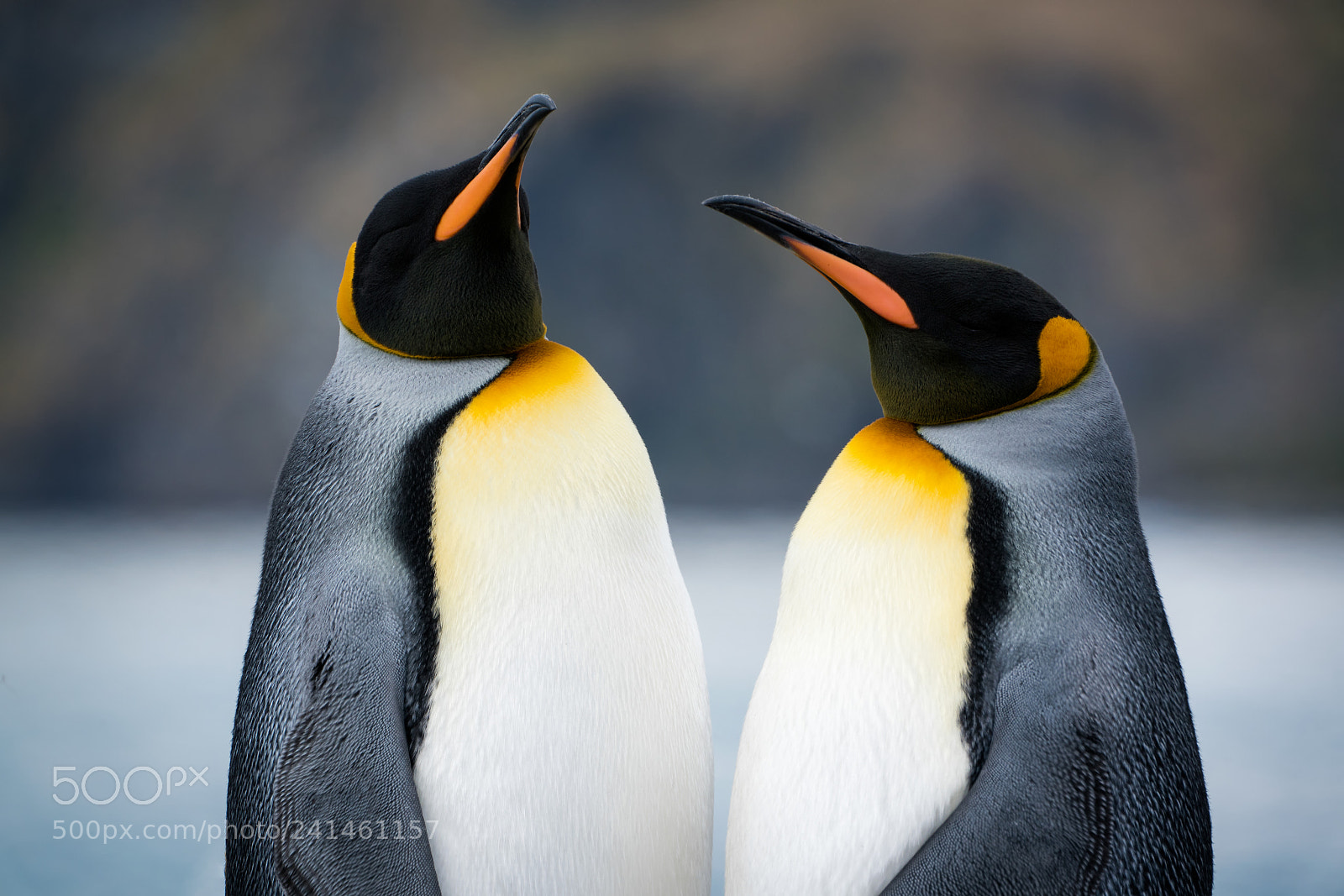Sony a7R II sample photo. King penguins: courtship photography