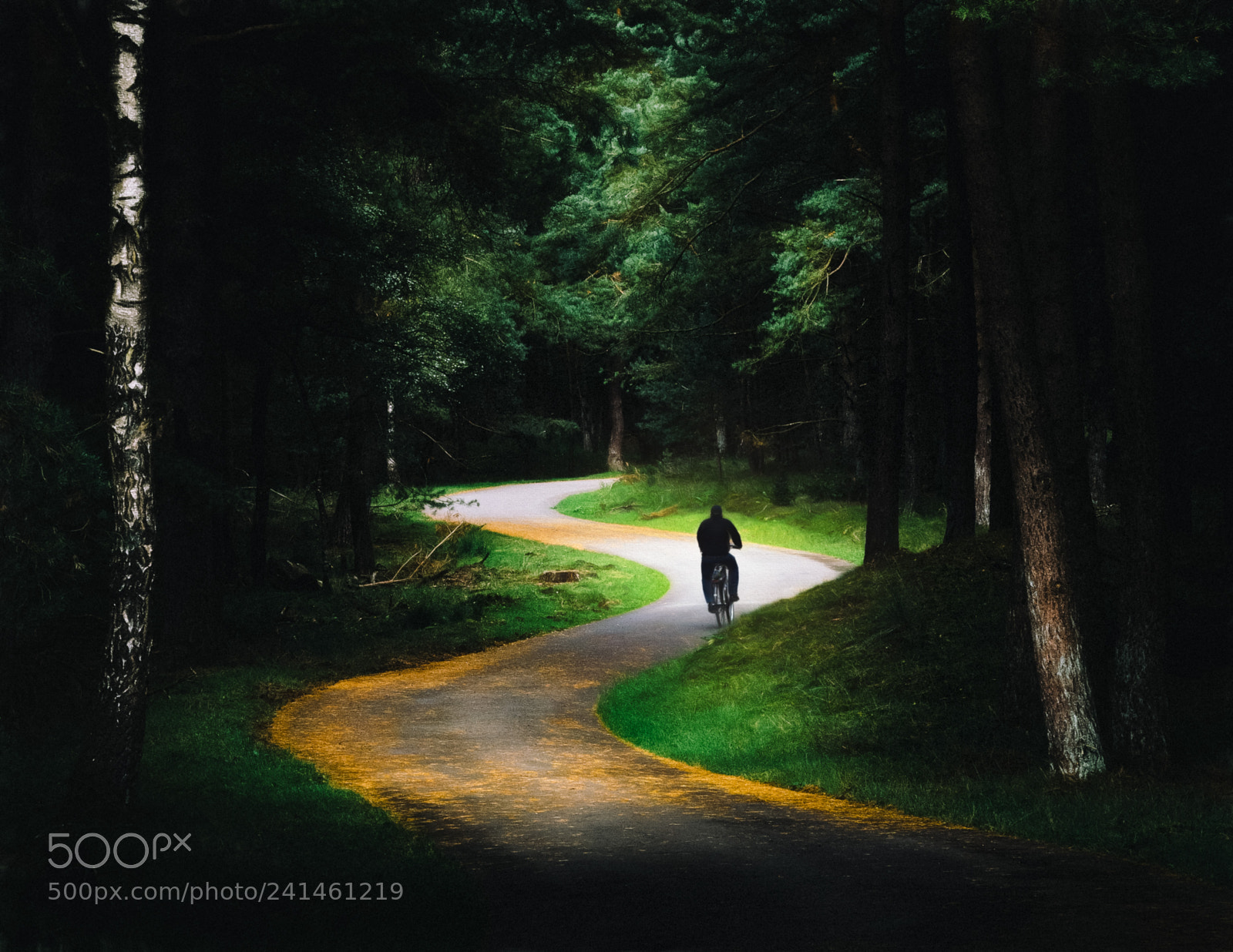 Olympus OM-D E-M10 sample photo. Cyclist in the forest photography