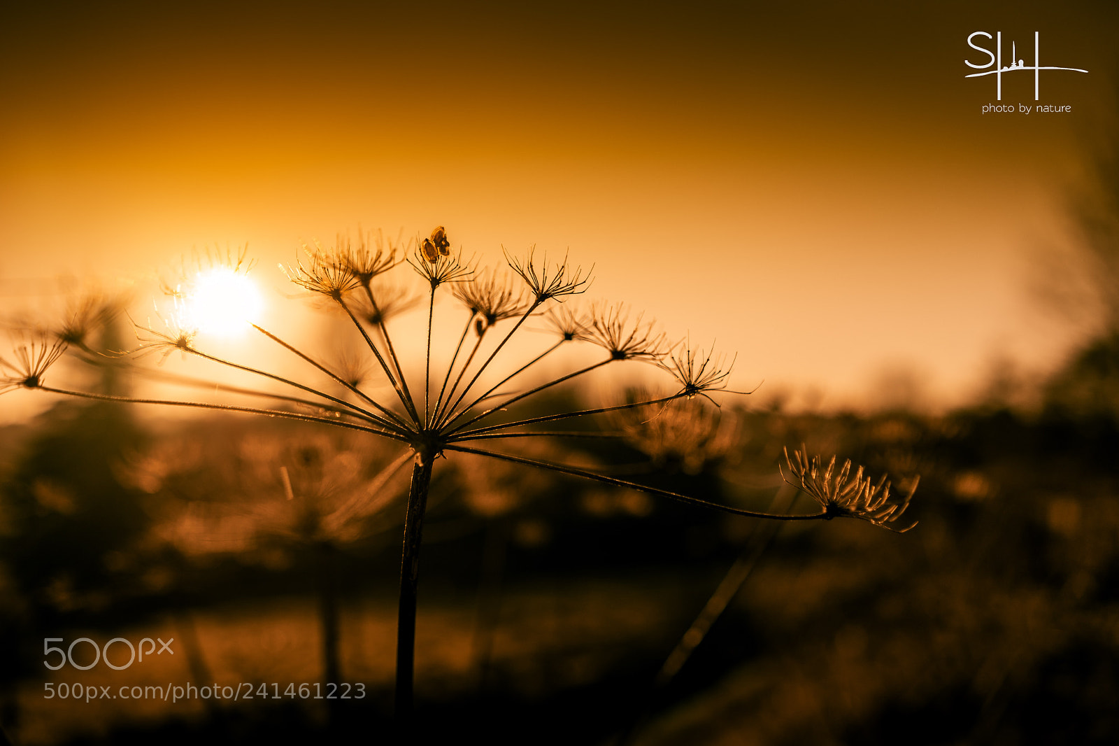 Sony a7 sample photo. Gegenlicht photography