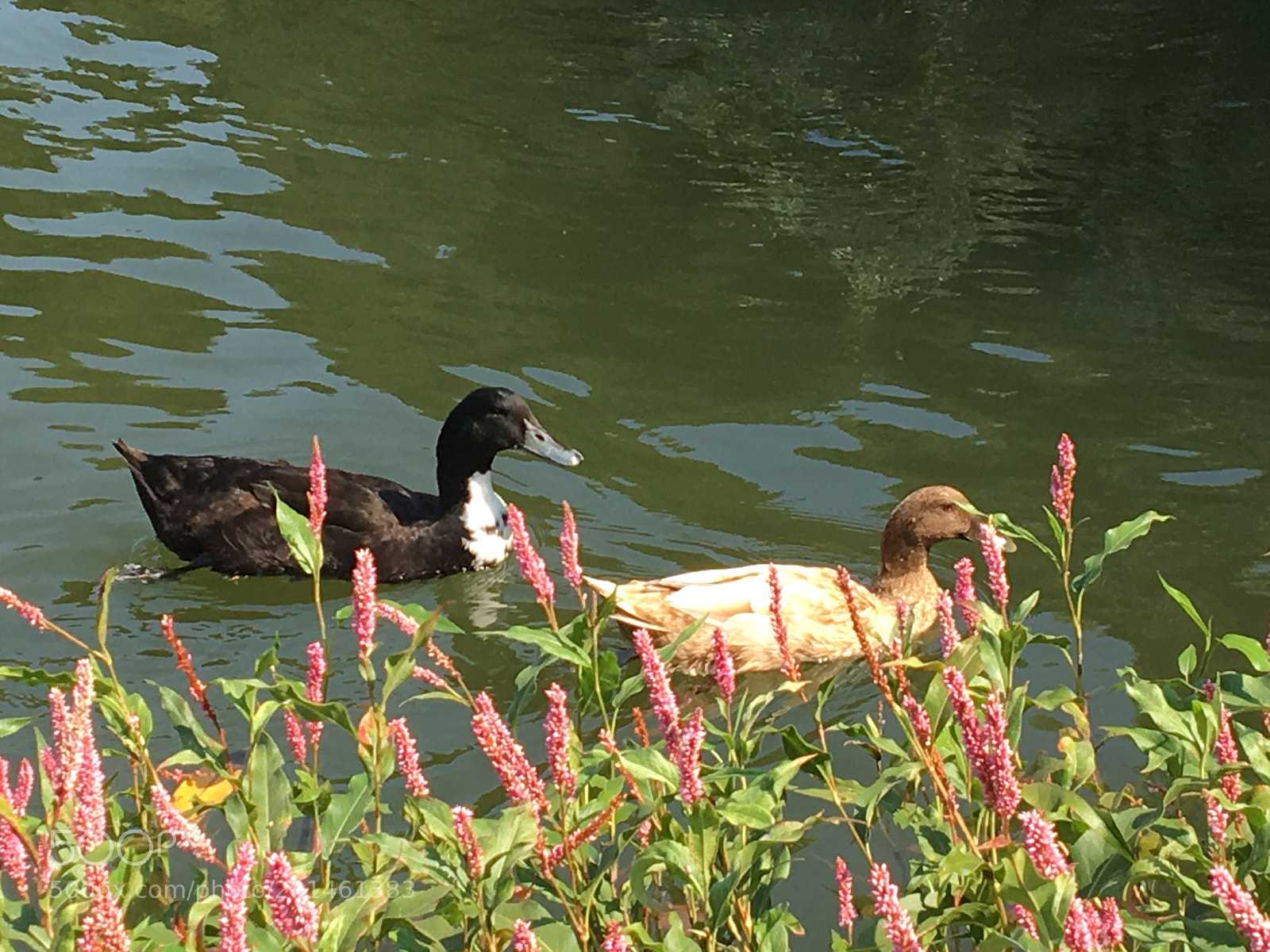 Apple iPhone 6s sample photo. Birds of a feather photography