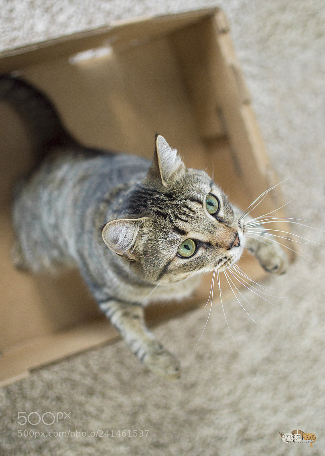 Nikon D3200 sample photo. Playtime is better in photography