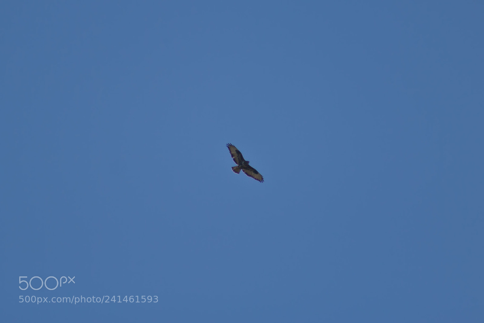 Canon EOS 1000D (EOS Digital Rebel XS / EOS Kiss F) sample photo. Bird in a clear photography