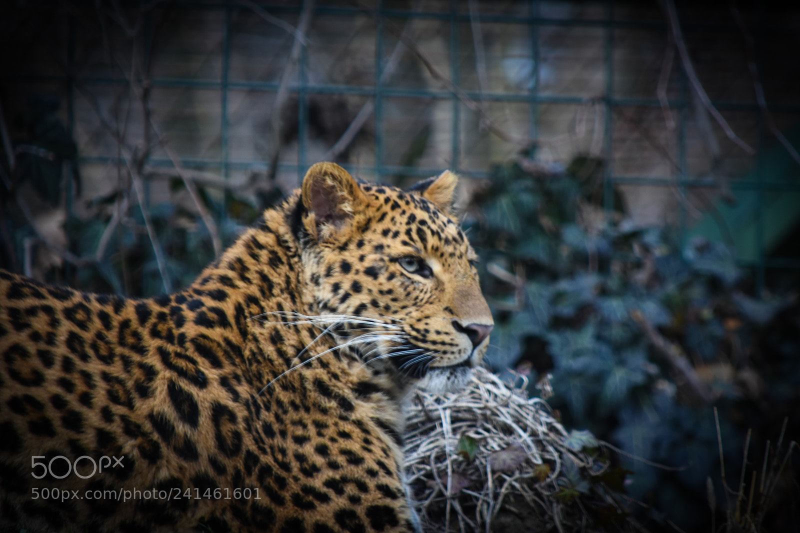 Nikon D5500 sample photo. Leopard photography