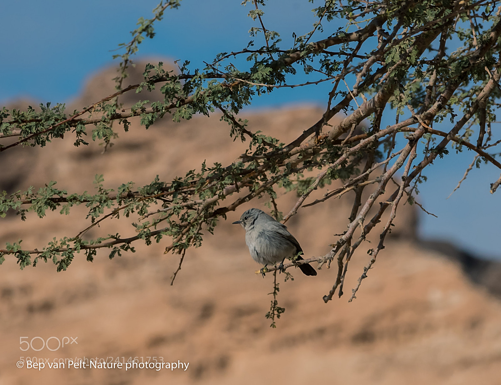 Nikon D500 sample photo. Blackstart at an acacia photography
