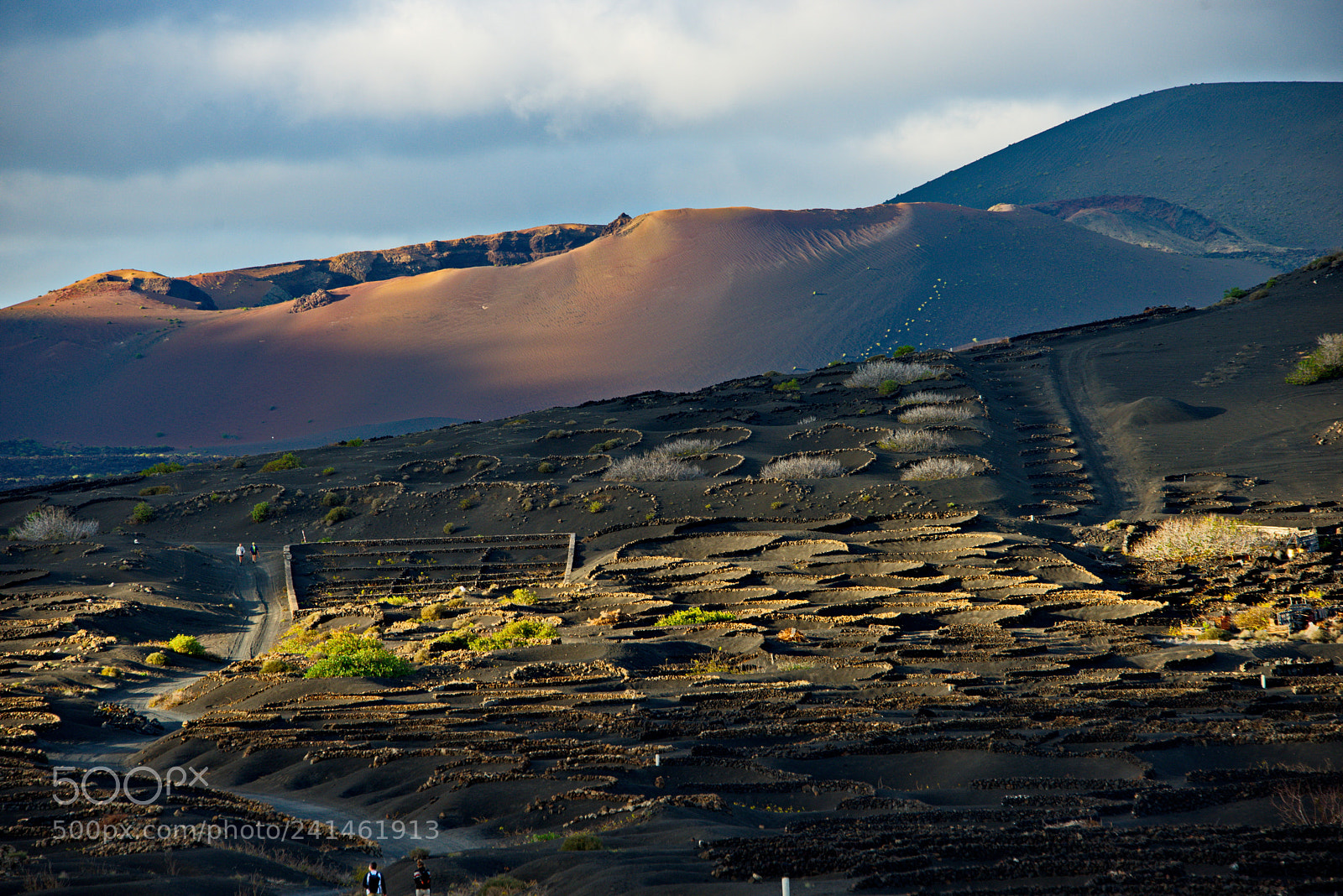 Nikon D800 sample photo. Vineyards in lanzarote during photography