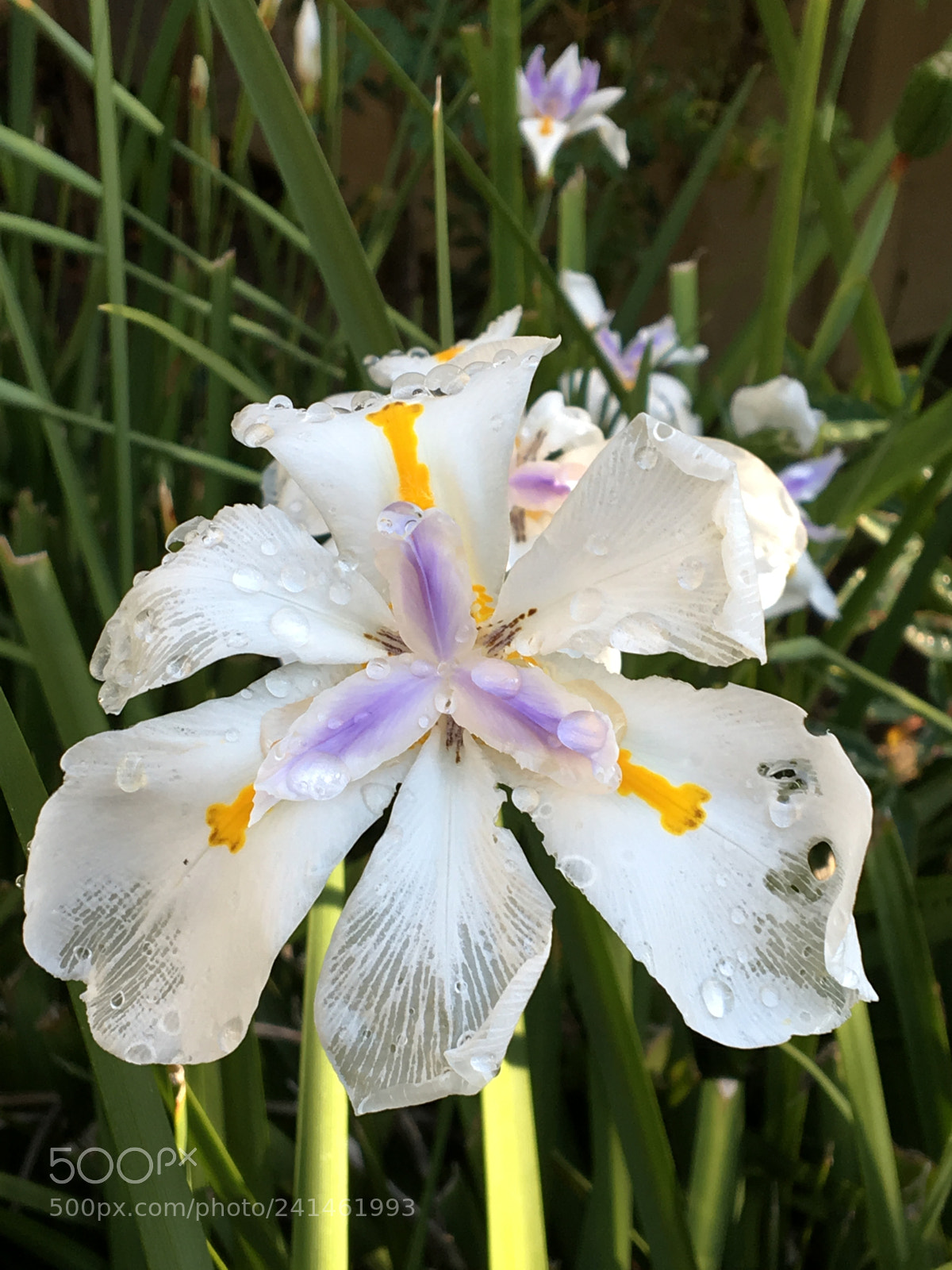 Apple iPhone 6s sample photo. Morning bloom photography