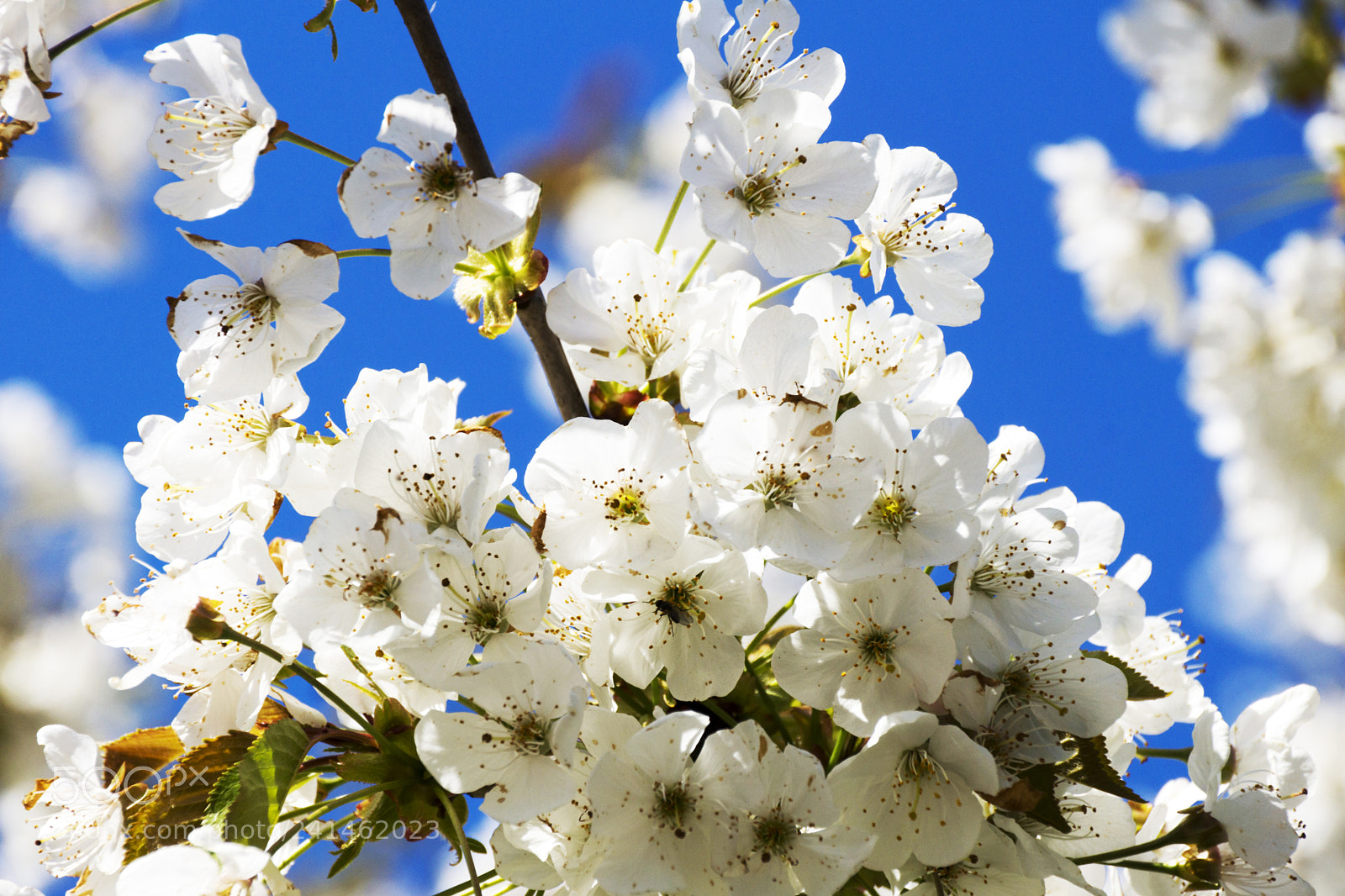 Sony SLT-A77 sample photo. Cherry blossoms over blue photography