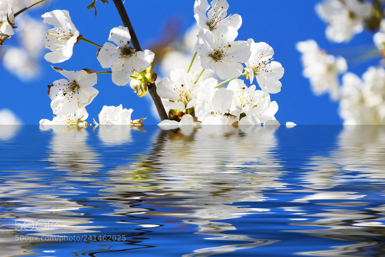 Sony SLT-A77 sample photo. Cherry blossoms over blue photography