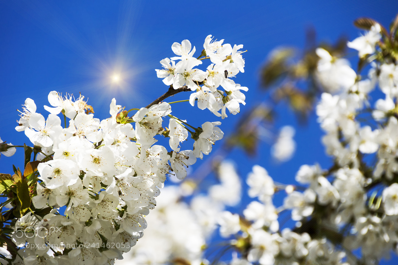 Sony SLT-A77 sample photo. Cherry blossoms over blue photography