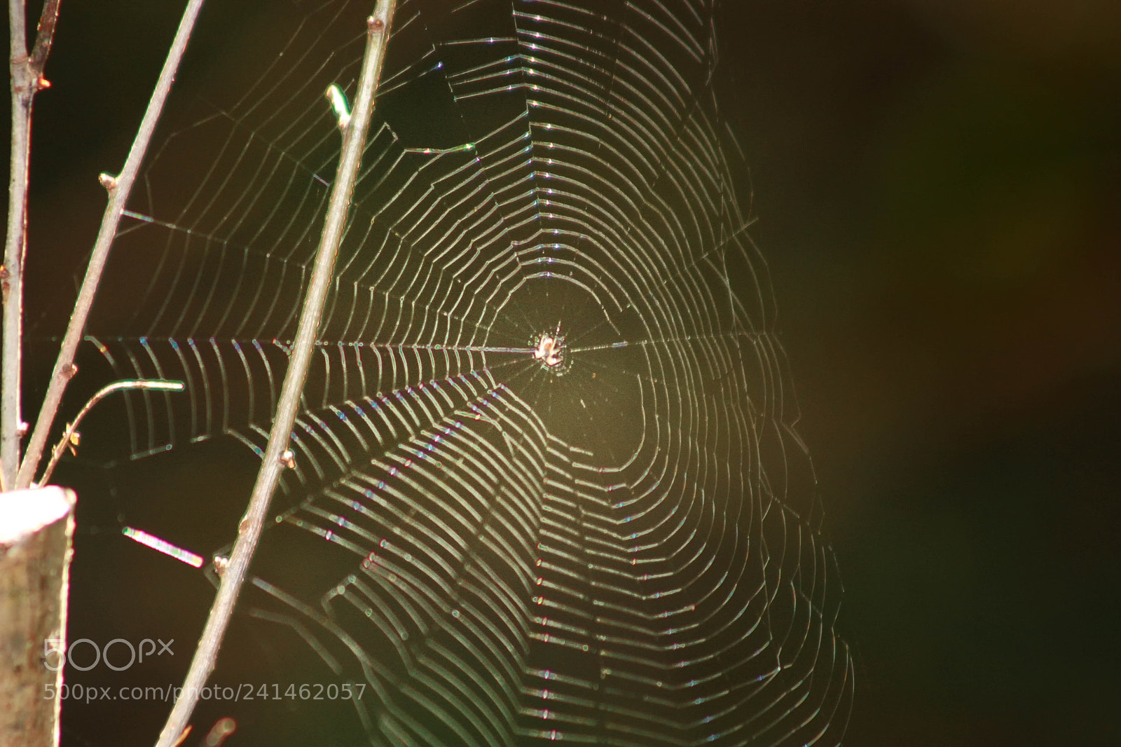 Canon EOS 450D (EOS Rebel XSi / EOS Kiss X2) sample photo. Spiders web photography