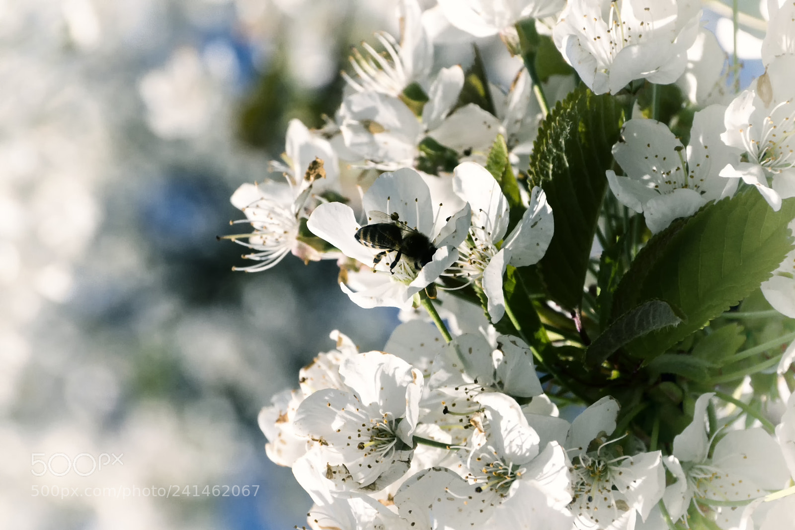 Sony SLT-A77 sample photo. Cherry blossoms over blue photography