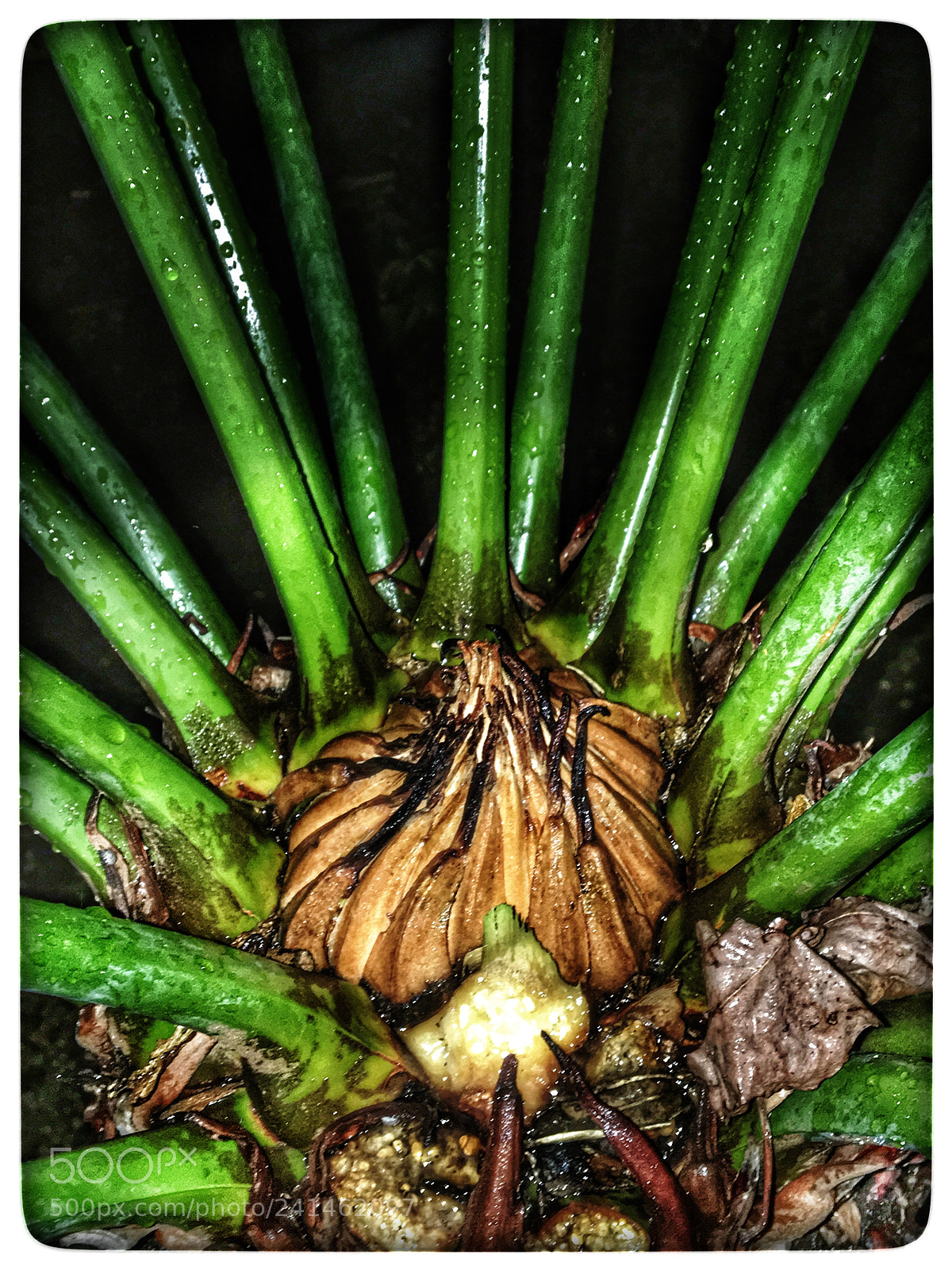 Apple iPhone 6s sample photo. Untitled photography