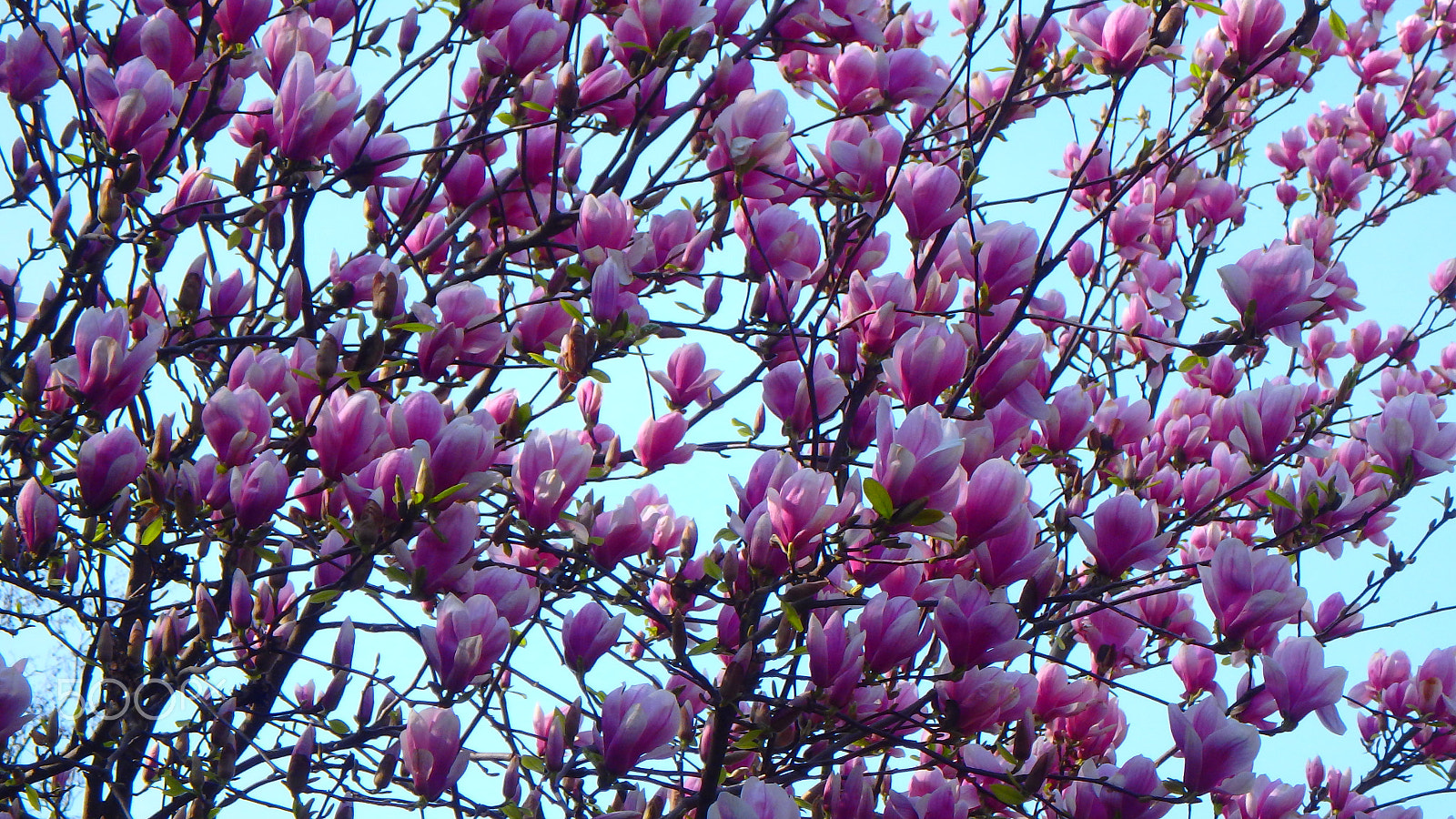 Olympus TG-850 sample photo. Tulip tree photography