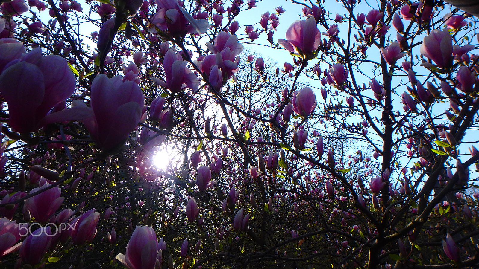 Olympus TG-850 sample photo. Tulip tree photography