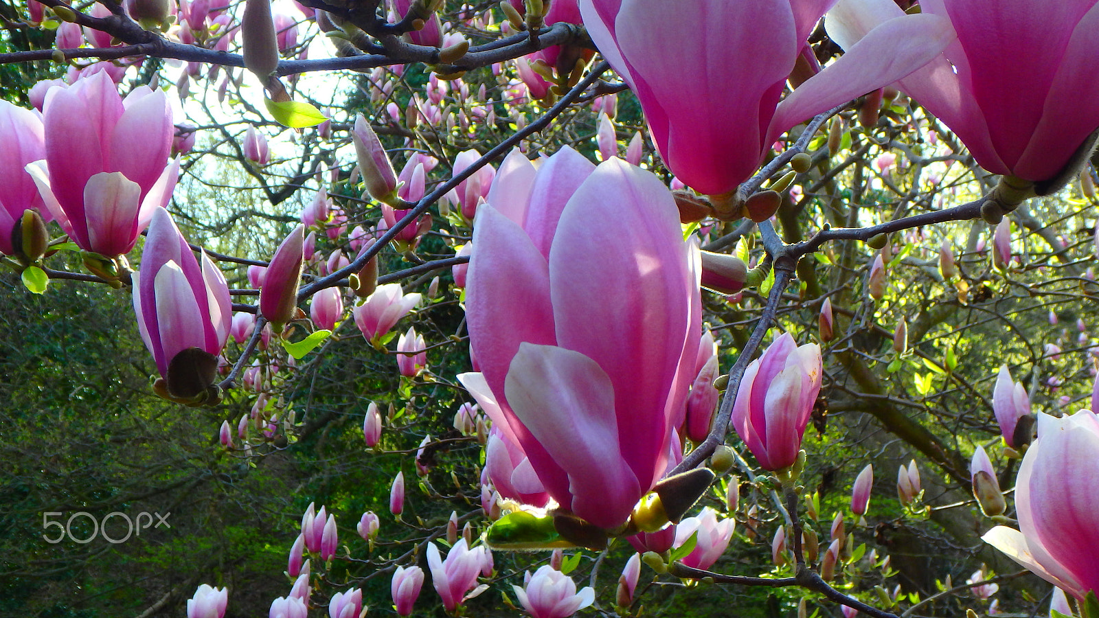 Olympus TG-850 sample photo. Tulip tree close-up photography