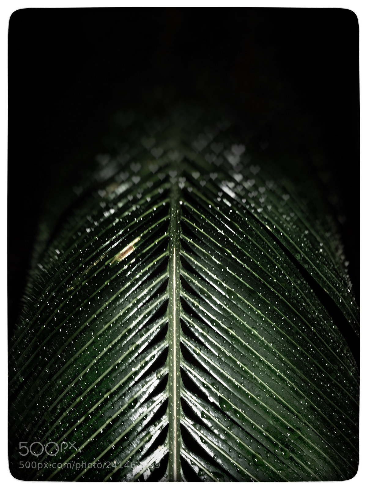 Apple iPhone 6s sample photo. Untitled photography