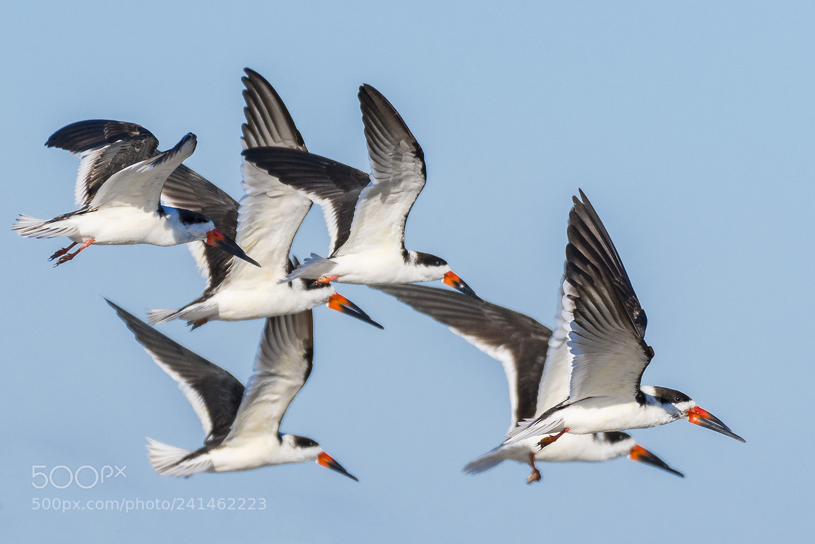 Nikon D500 sample photo. Black skimmers photography