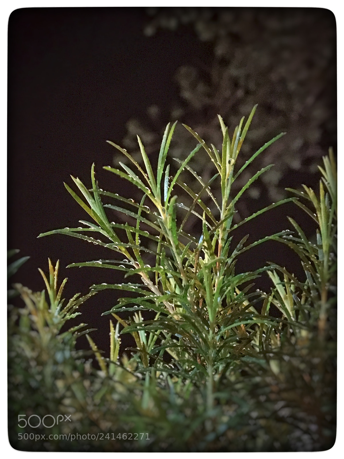 Apple iPhone 6s sample photo. Untitled photography
