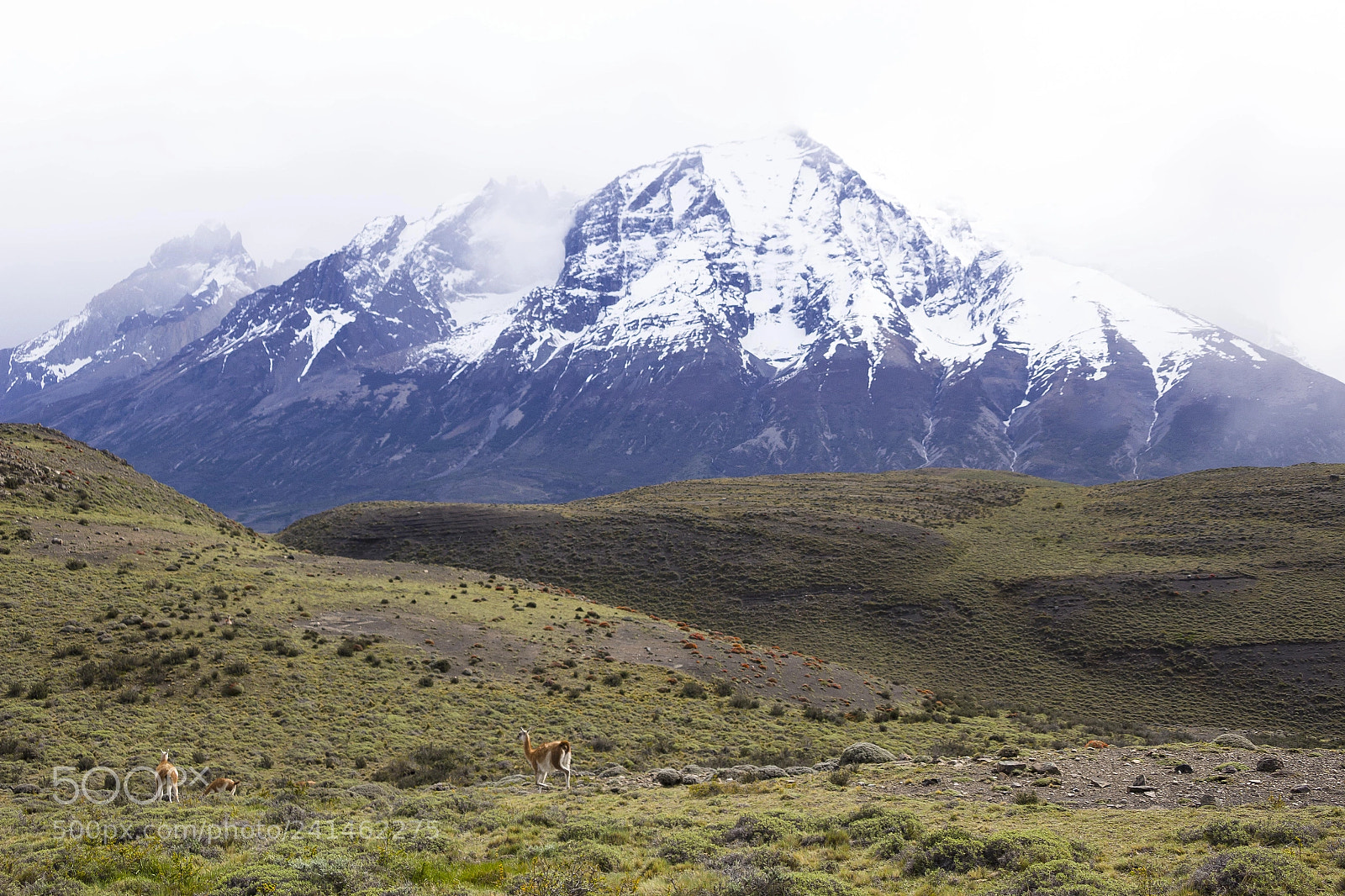 Canon EOS 1200D (EOS Rebel T5 / EOS Kiss X70 / EOS Hi) sample photo. Guanacos, torres del paine photography