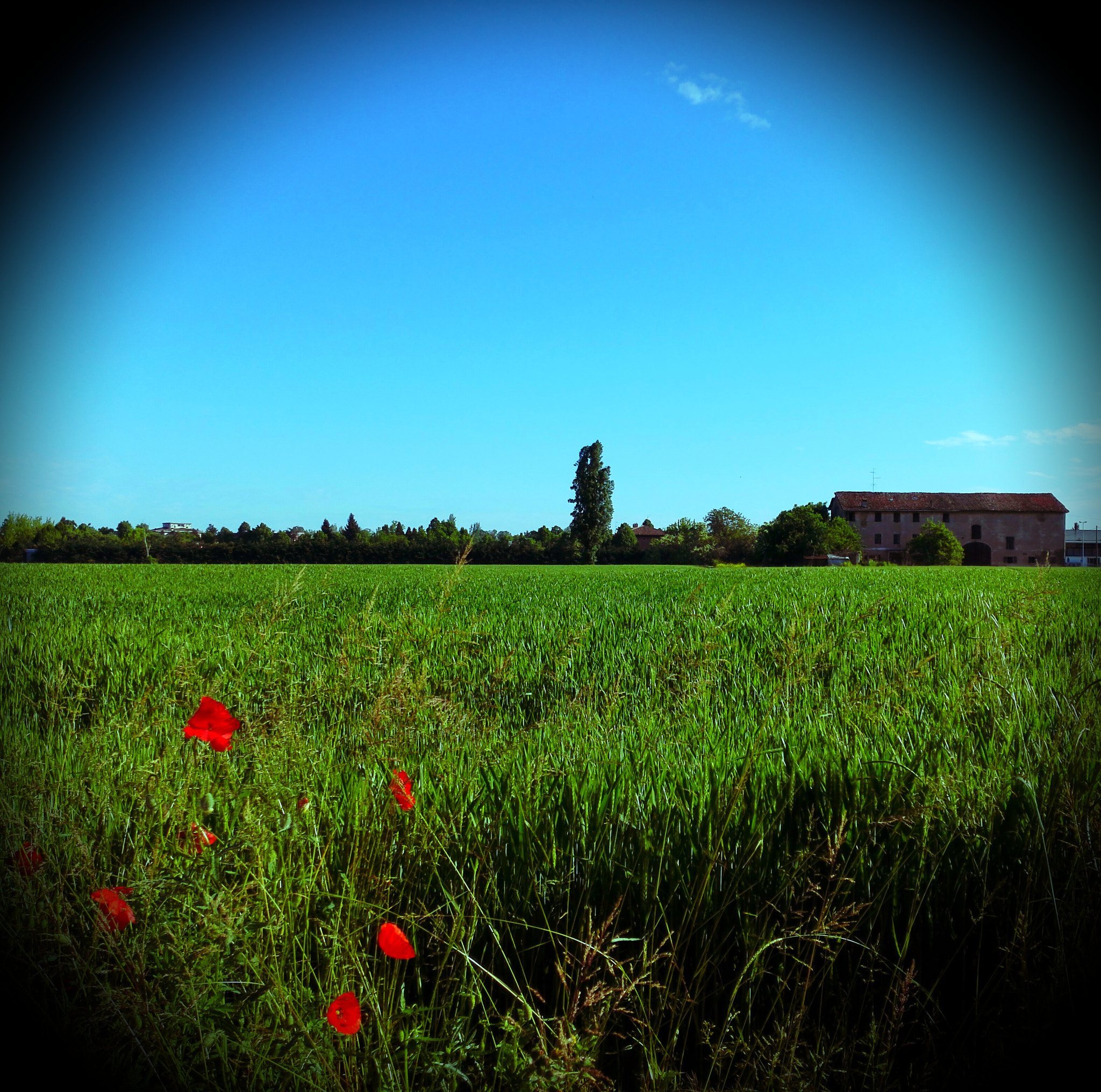 HUAWEI Mate 7 sample photo. Come farfalle photography