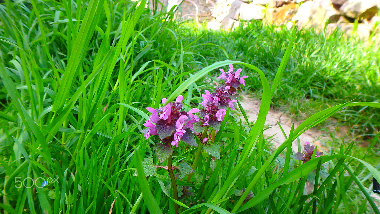 Olympus TG-850 sample photo. Close-up flower photography