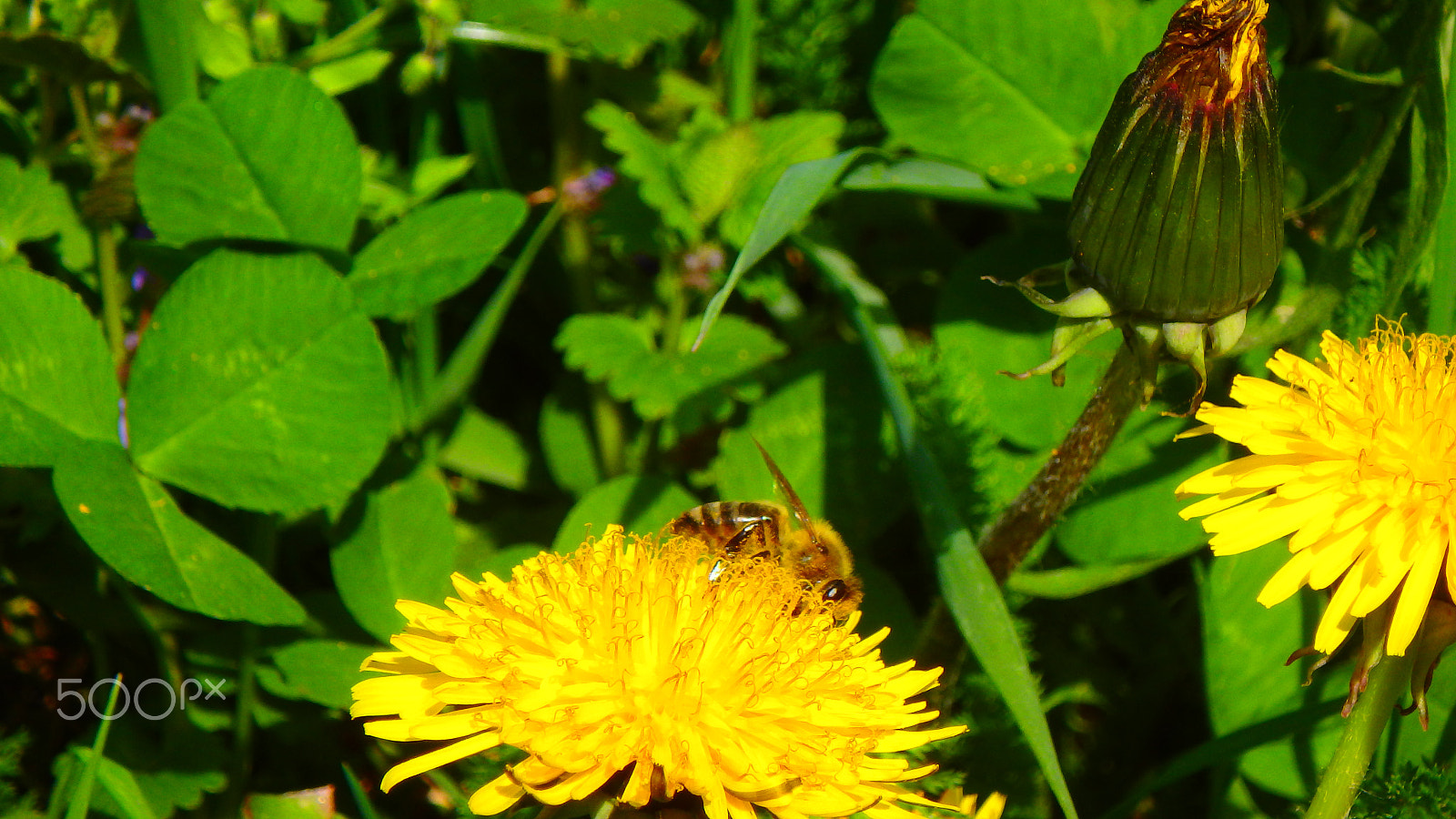 Olympus TG-850 sample photo. Macro bee in the flower photography