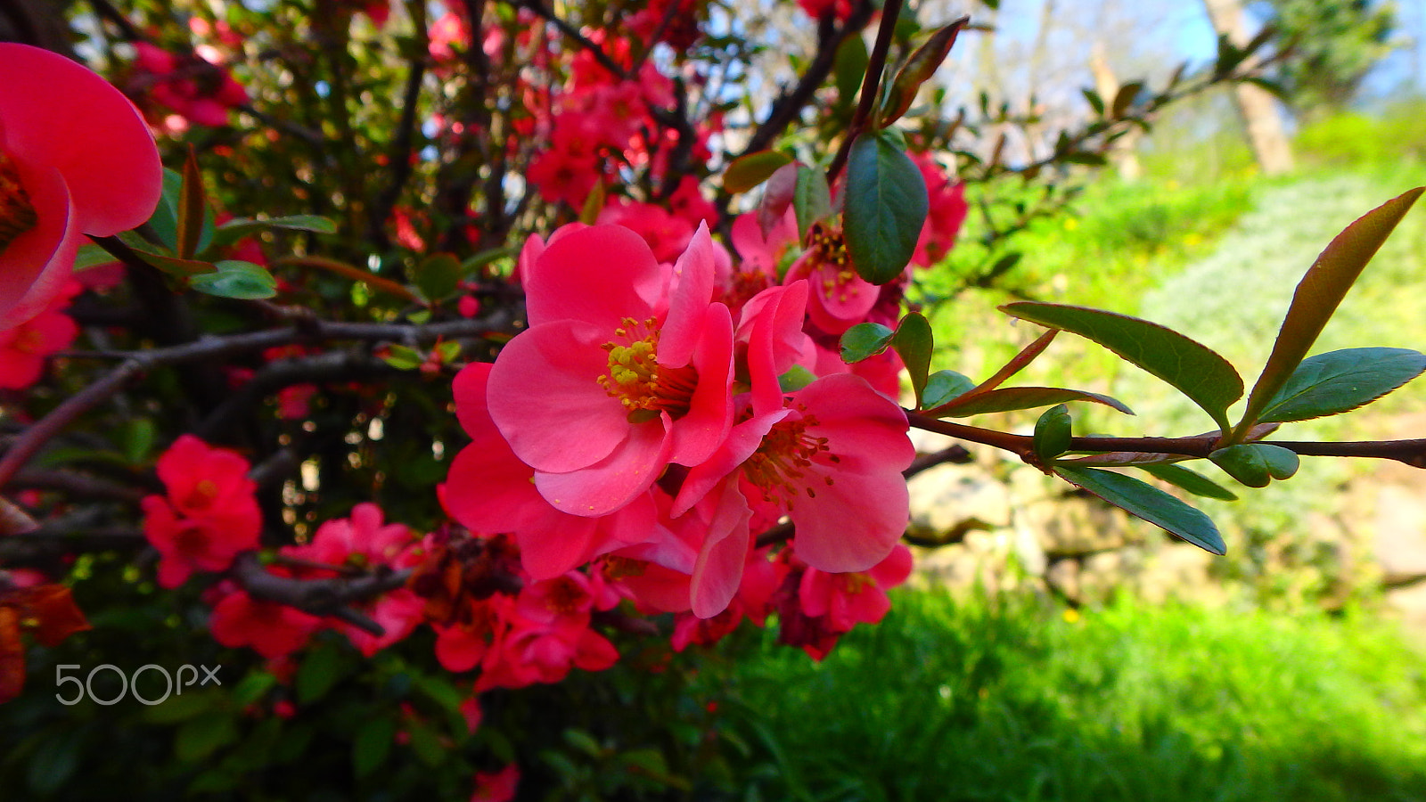 Olympus TG-850 sample photo. Close-up flower photography