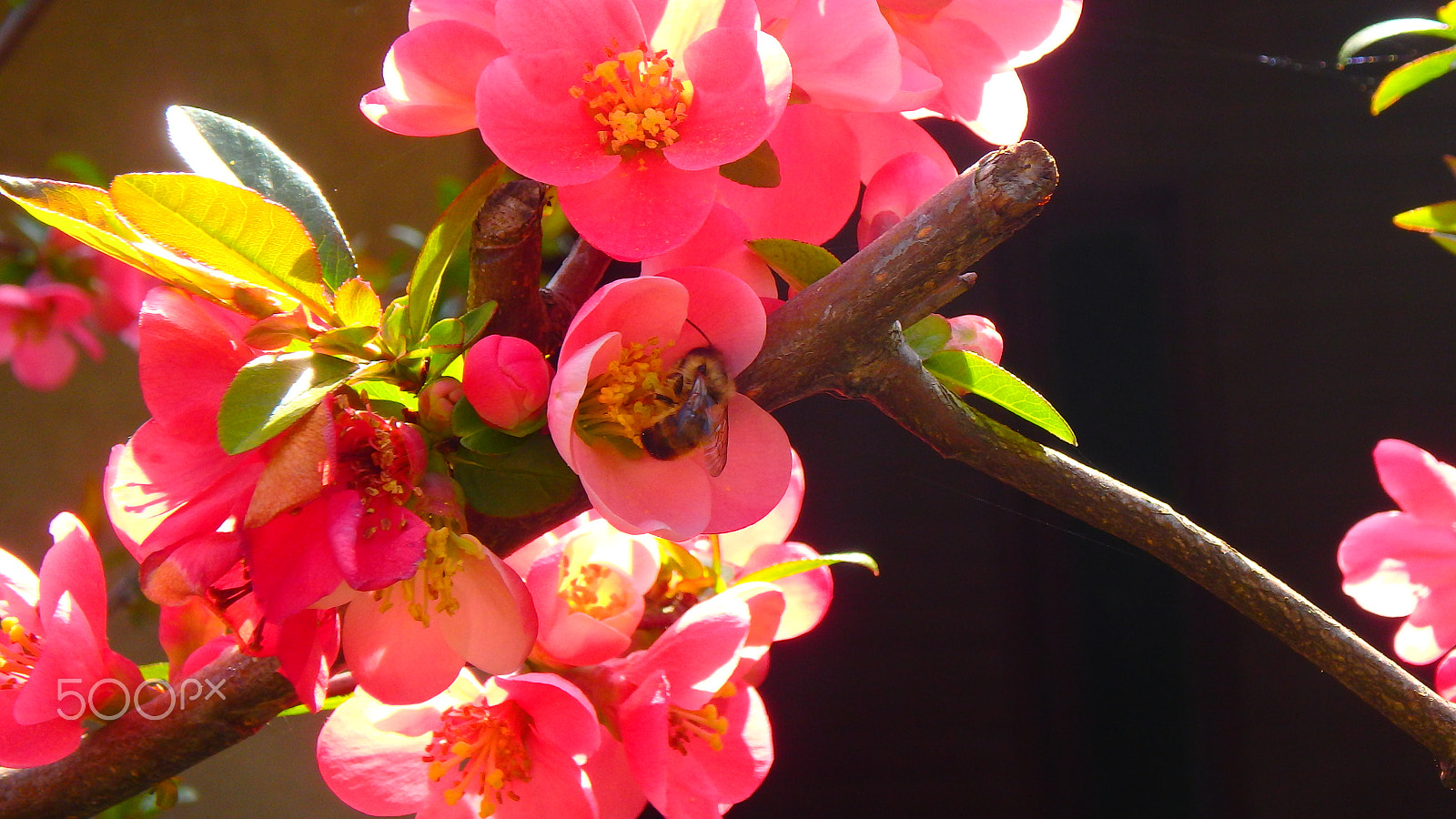 Olympus TG-850 sample photo. Bee in the flower macro photography