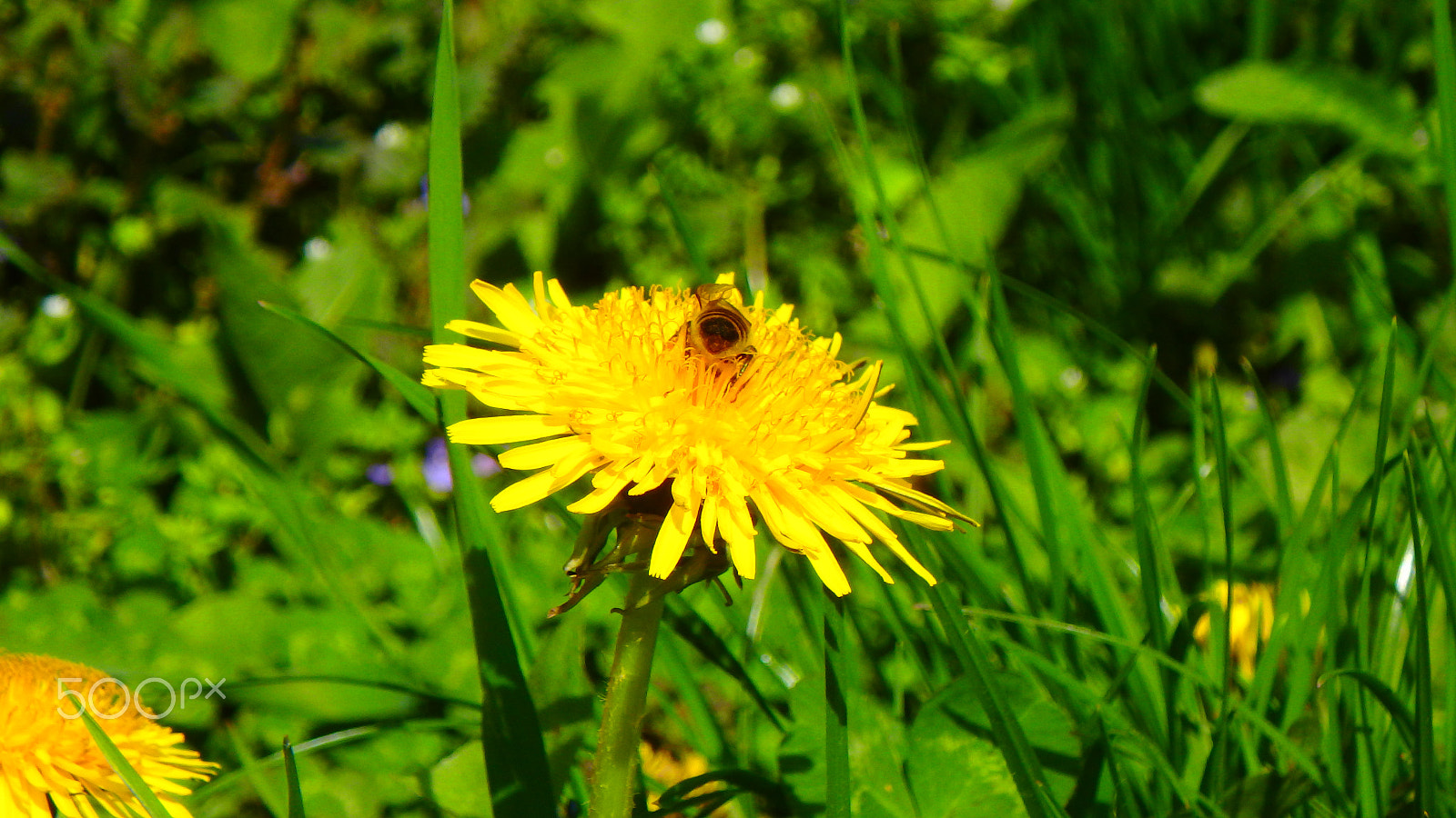 Olympus TG-850 sample photo. Bee in the flower photography