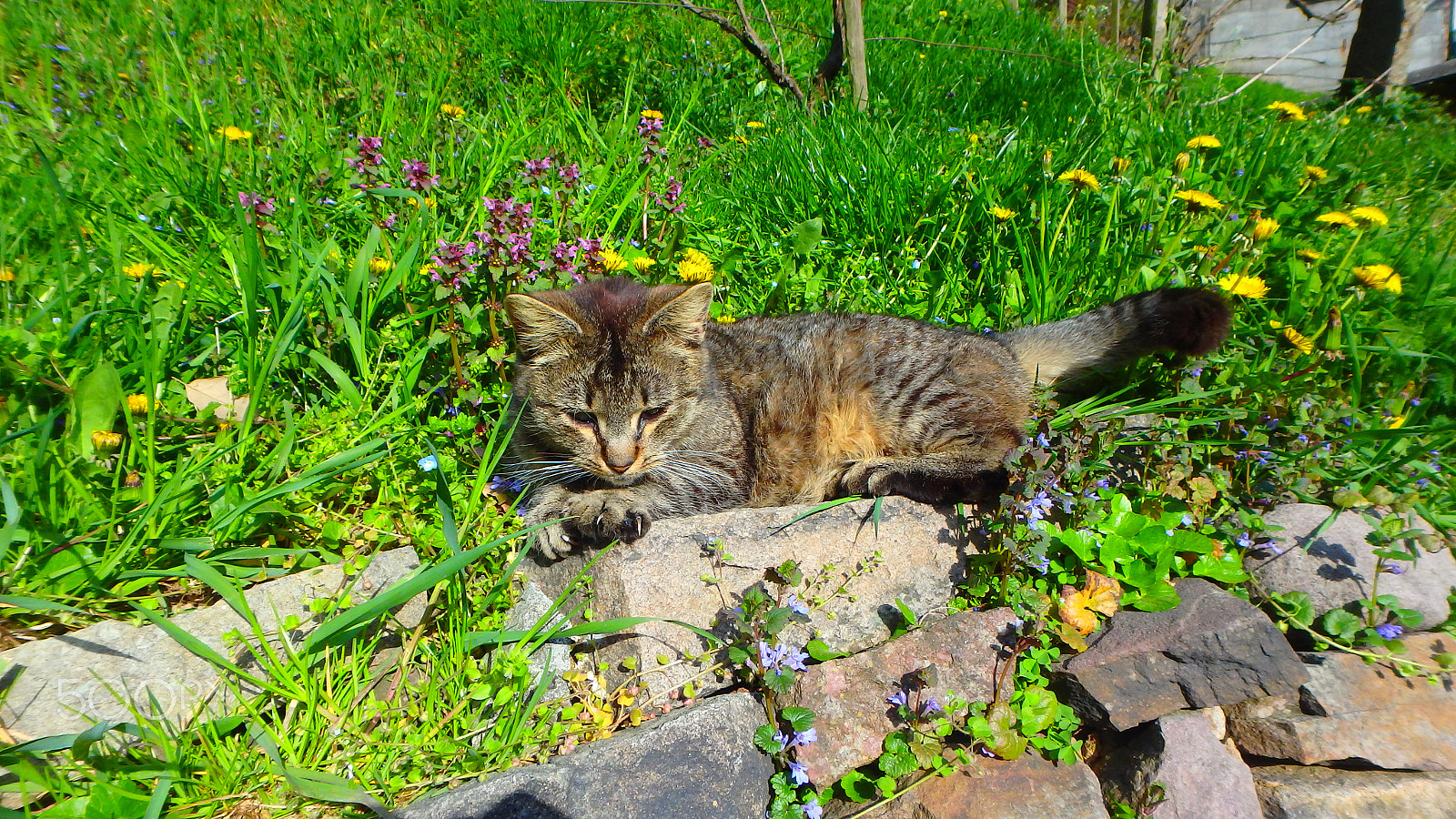 Olympus TG-850 sample photo. Cat in the garden photography
