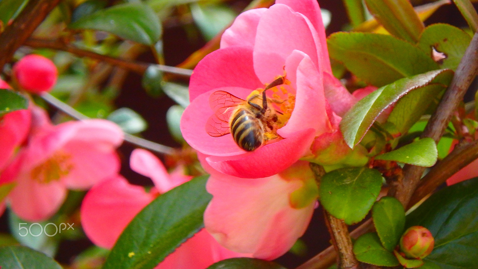 Olympus TG-850 sample photo. Bee in a flower macro photography