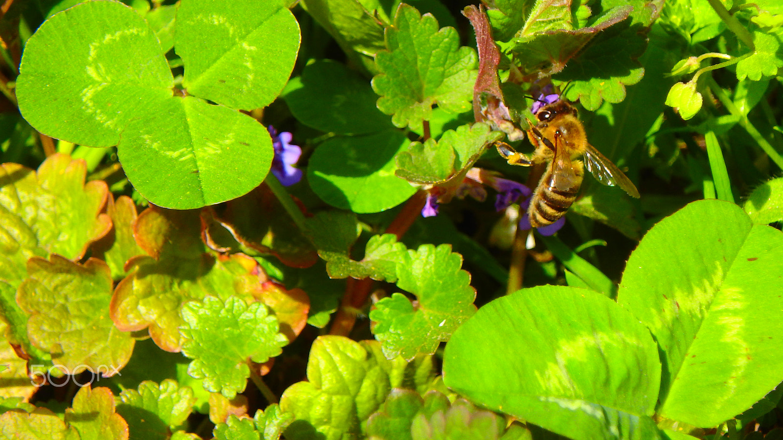 Olympus TG-850 sample photo. Bee in a flower macro photography