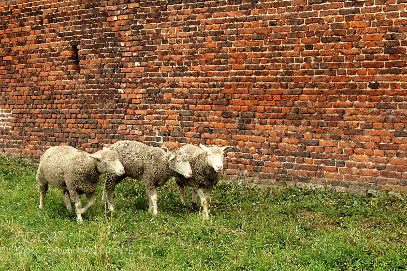 Canon EF-S 18-55mm F3.5-5.6 III sample photo. Les trois petits moutons photography